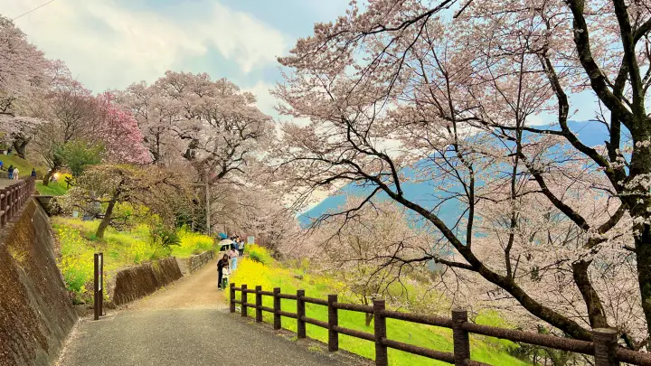 【高知・仁淀川町】ひょうたん桜 樹齢500年の巨木へ絶景ドライブ の見頃とアクセス・駐車場を解説!