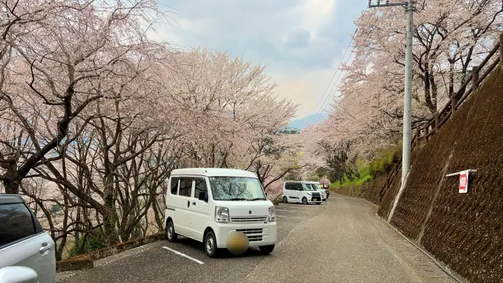 【高知・仁淀川町】ひょうたん桜 樹齢500年の巨木へ絶景ドライブ の見頃とアクセス・駐車場を解説!