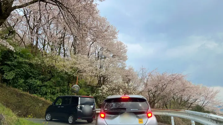 【高知・仁淀川町】ひょうたん桜 樹齢500年の巨木へ絶景ドライブ の見頃とアクセス・駐車場を解説!