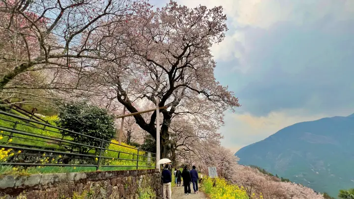【高知・仁淀川町】ひょうたん桜 樹齢500年の巨木へ絶景ドライブ の見頃とアクセス・駐車場を解説!