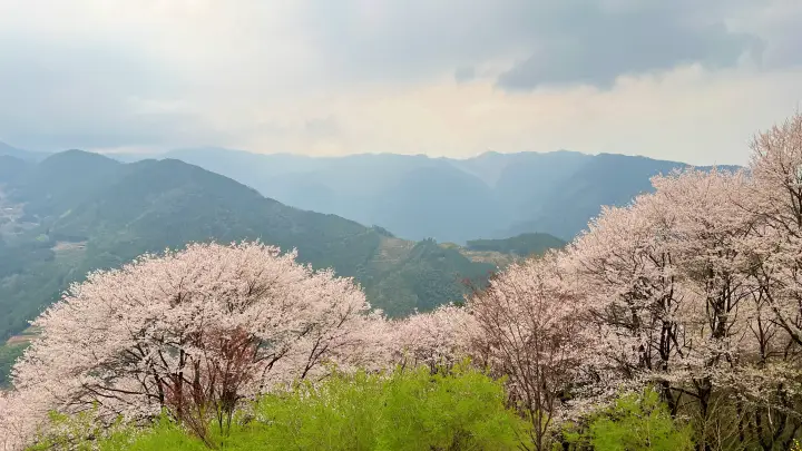 【高知・仁淀川町】ひょうたん桜 樹齢500年の巨木へ絶景ドライブ の見頃とアクセス・駐車場を解説!