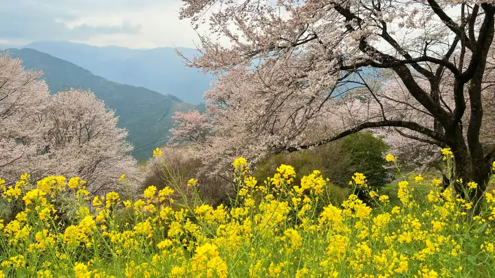 【高知・仁淀川町】ひょうたん桜 樹齢500年の巨木へ絶景ドライブ の見頃とアクセス・駐車場を解説!
