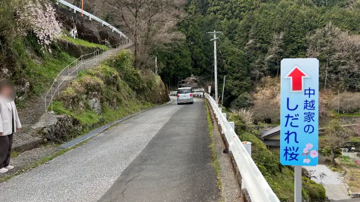 【高知・仁淀川町】中越家のしだれ桜の見頃と駐車場と徒歩・車での行き方を解説！樹齢250年の滝桜は圧巻の美しさ
