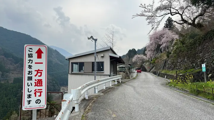 【高知・仁淀川町】中越家のしだれ桜の見頃と駐車場と徒歩・車での行き方を解説！樹齢250年の滝桜は圧巻の美しさ