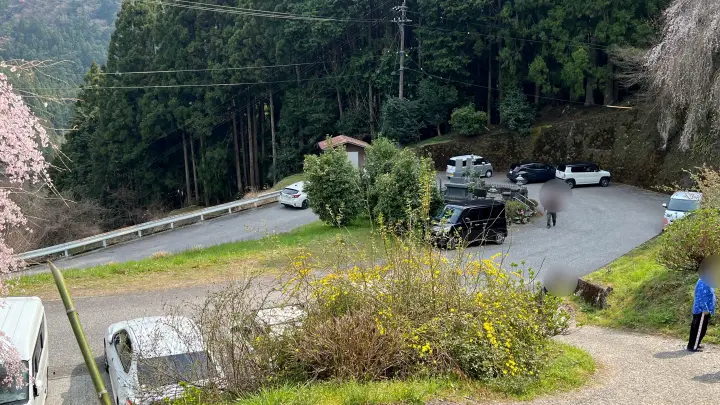 【高知・仁淀川町】中越家のしだれ桜の見頃と駐車場と徒歩・車での行き方を解説！樹齢250年の滝桜は圧巻の美しさ