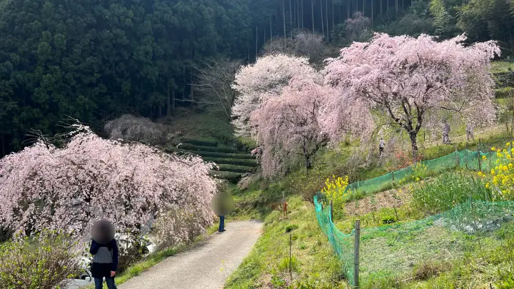【高知・仁淀川町】中越家のしだれ桜の見頃と駐車場と徒歩・車での行き方を解説！樹齢250年の滝桜は圧巻の美しさ