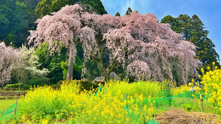 【高知・仁淀川町】中越家のしだれ桜の見頃と駐車場と徒歩・車での行き方を解説！樹齢250年の滝桜は圧巻の美しさ