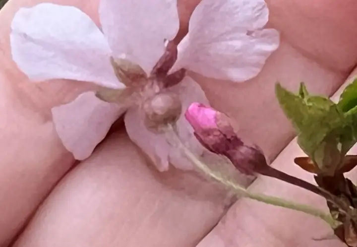 【高知・仁淀川町】ひょうたん桜 樹齢500年の巨木へ絶景ドライブ の見頃とアクセス・駐車場を解説!