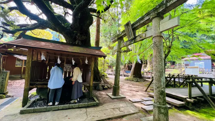杉の大杉と八坂神社 境内