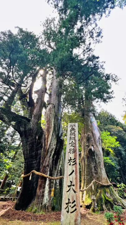 天然記念物 杉の大杉