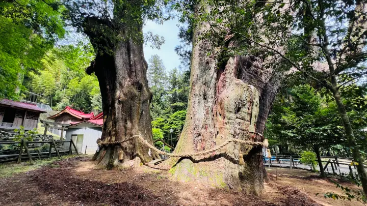 天然記念物 杉の大杉