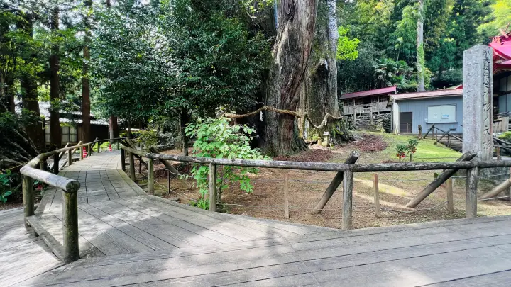 杉の大杉と八坂神社 境内 参道