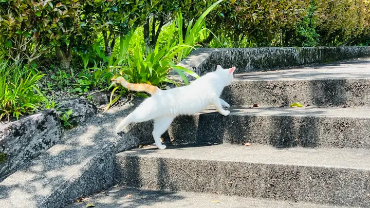 豊楽寺 猫