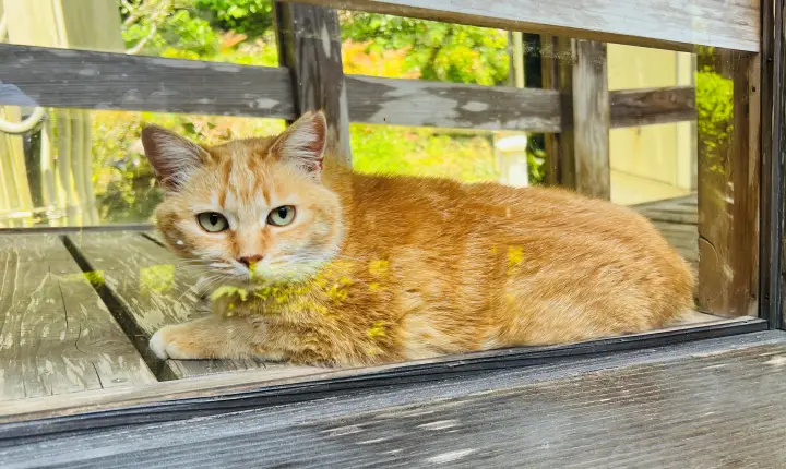豊楽寺 猫