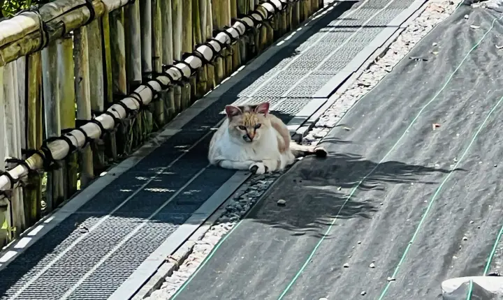 豊楽寺 猫