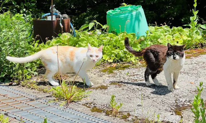 豊楽寺 猫