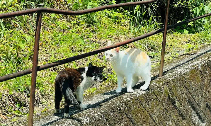豊楽寺 猫