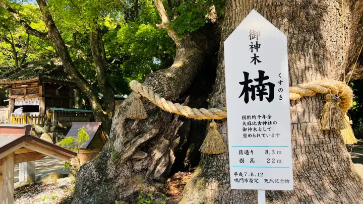 大麻比古神社 楠 御神木