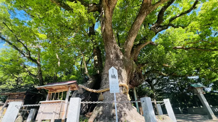 大麻比古神社 楠 御神木