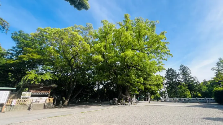 大麻比古神社 楠 境内
