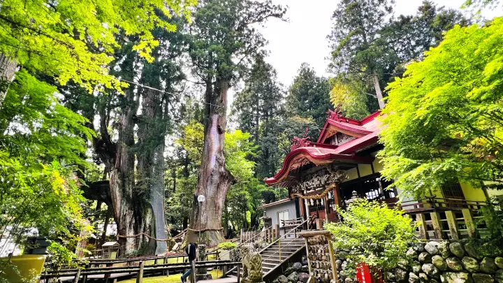 杉の大杉と八坂神社