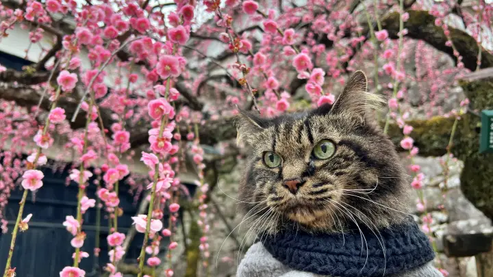 愛猫とお出かけ 高知城の梅