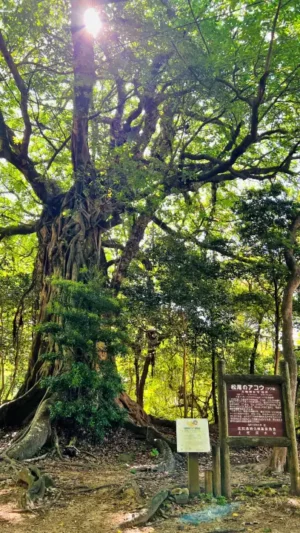 海老洞とあわせて訪れたい「松尾のアコウ」