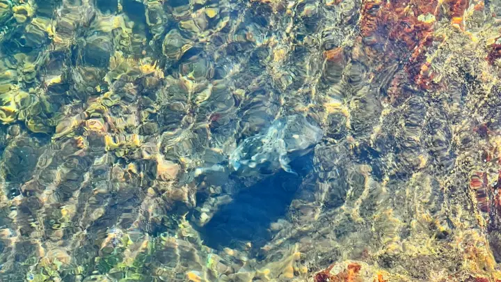 海底まで見えるほど透明度の高い松尾の海