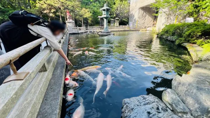 霊山寺 境内の池と鯉に餌やり