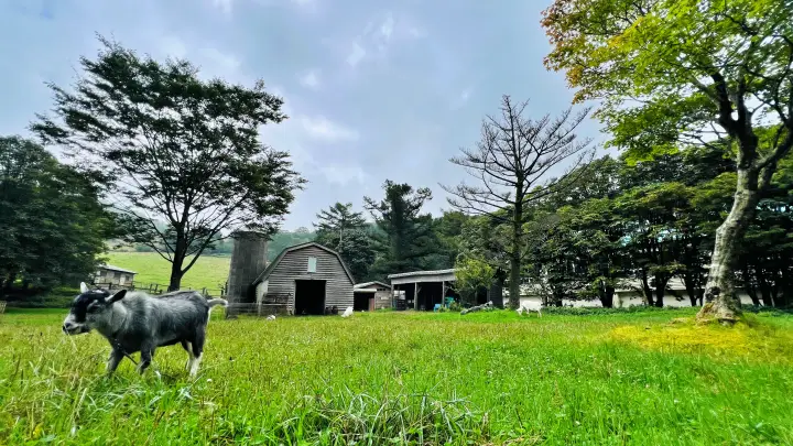 大野ヶ原ポニー牧場で暮らす動物たち