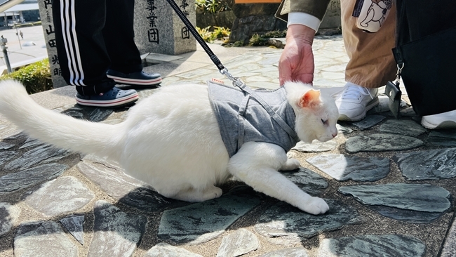 猫好きなら王子神社に行ってみよう♪ 猫の御朱印が頂ける王子神社 徳島市にある猫神さん