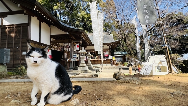 猫好きなら王子神社に行ってみよう♪ 猫の御朱印が頂ける王子神社 徳島市にある猫神さん